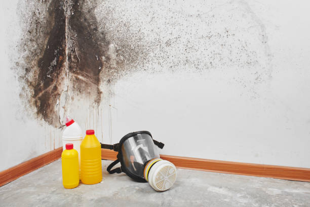 Best Mold Damage Repair  in Fordoche, LA