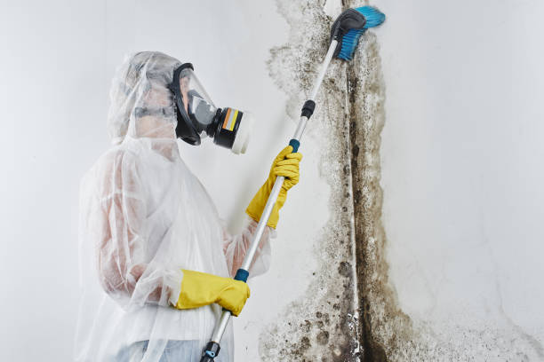 Best Office Mold Removal Services  in Fordoche, LA