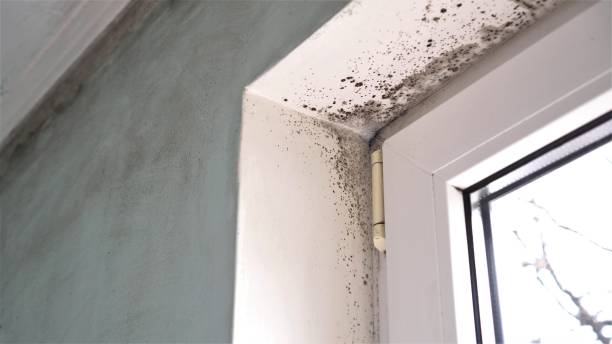 Best Mold Removal Company Near Me  in Fordoche, LA