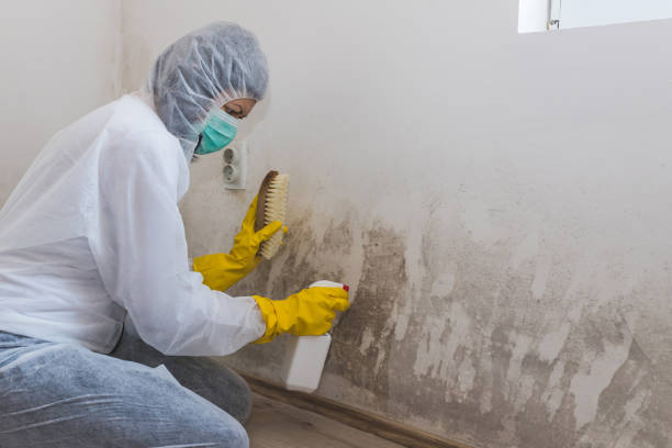 Best Toxic Mold Removal  in Fordoche, LA