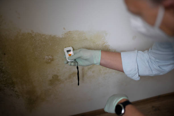 Best Black Mold Removal  in Fordoche, LA