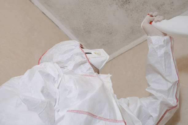 Attic Mold Removal in Fordoche, LA