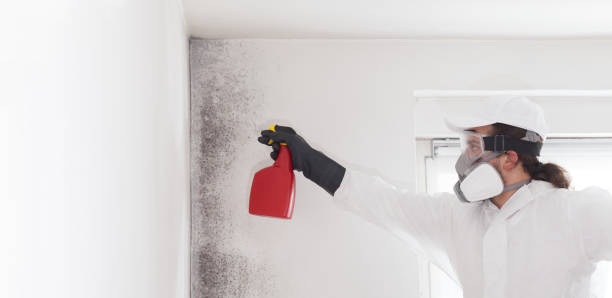 Best Commercial Mold Removal  in Fordoche, LA