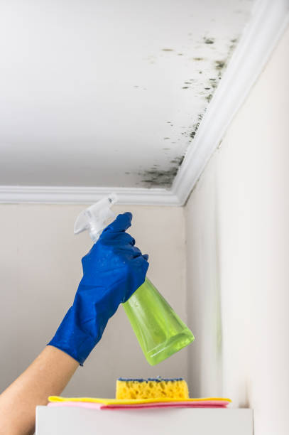 Best Mold Cleaning Services  in Fordoche, LA