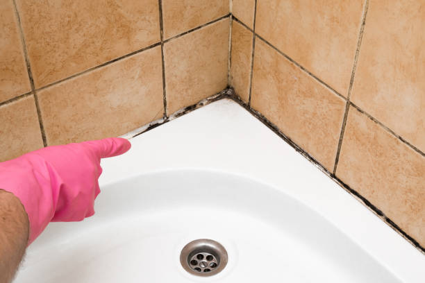 Best Home Mold Removal  in Fordoche, LA